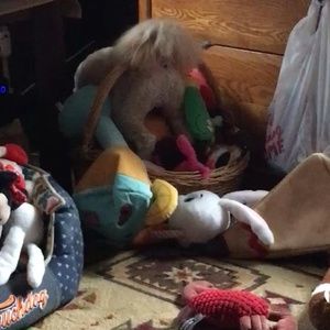 Meet your Posher, Debbie